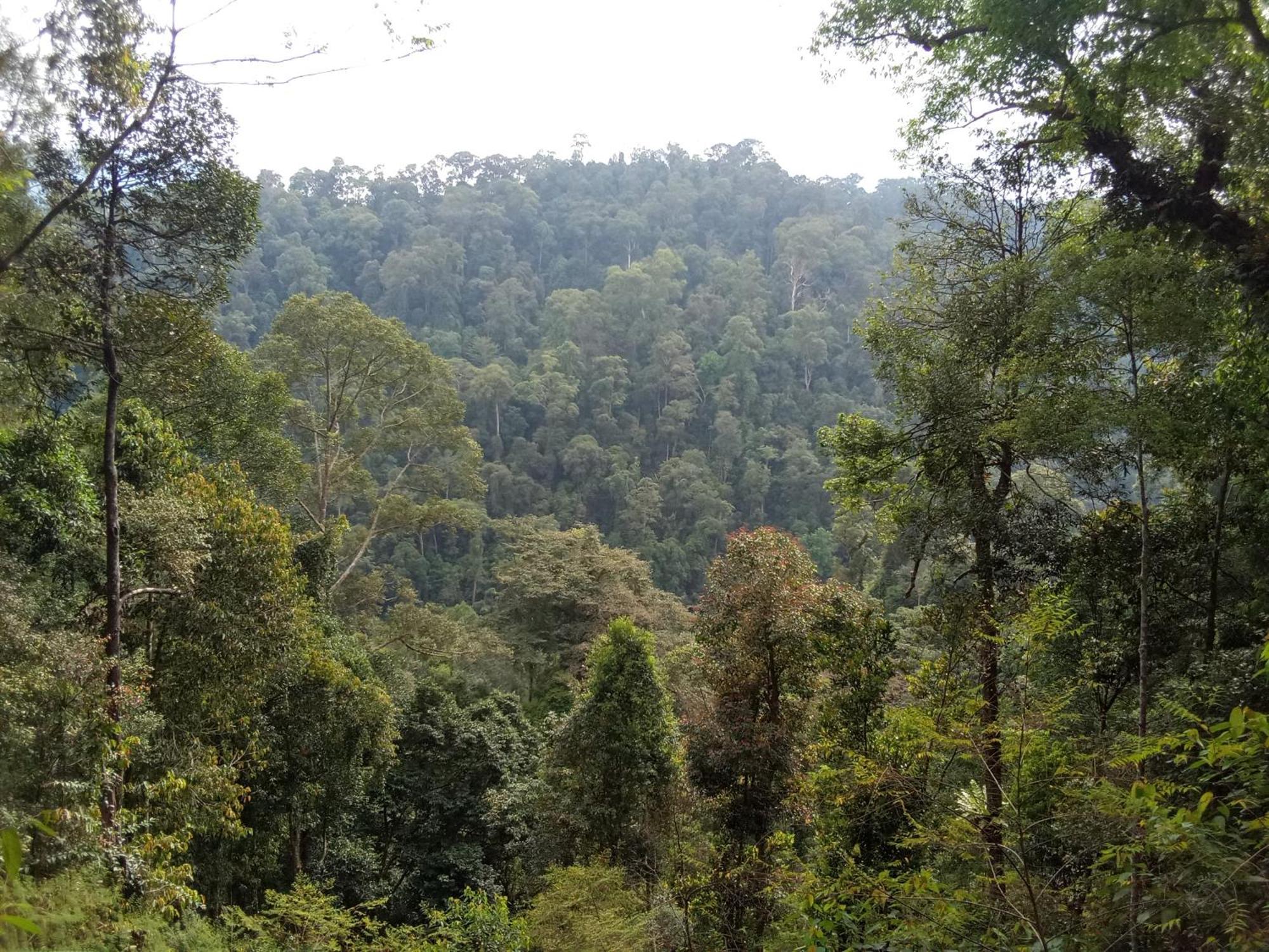 Jungle Treking & Jungle Tour If You Want To Stay Here,You Must Book Treking Only With Us Bukit Lawang Exterior photo
