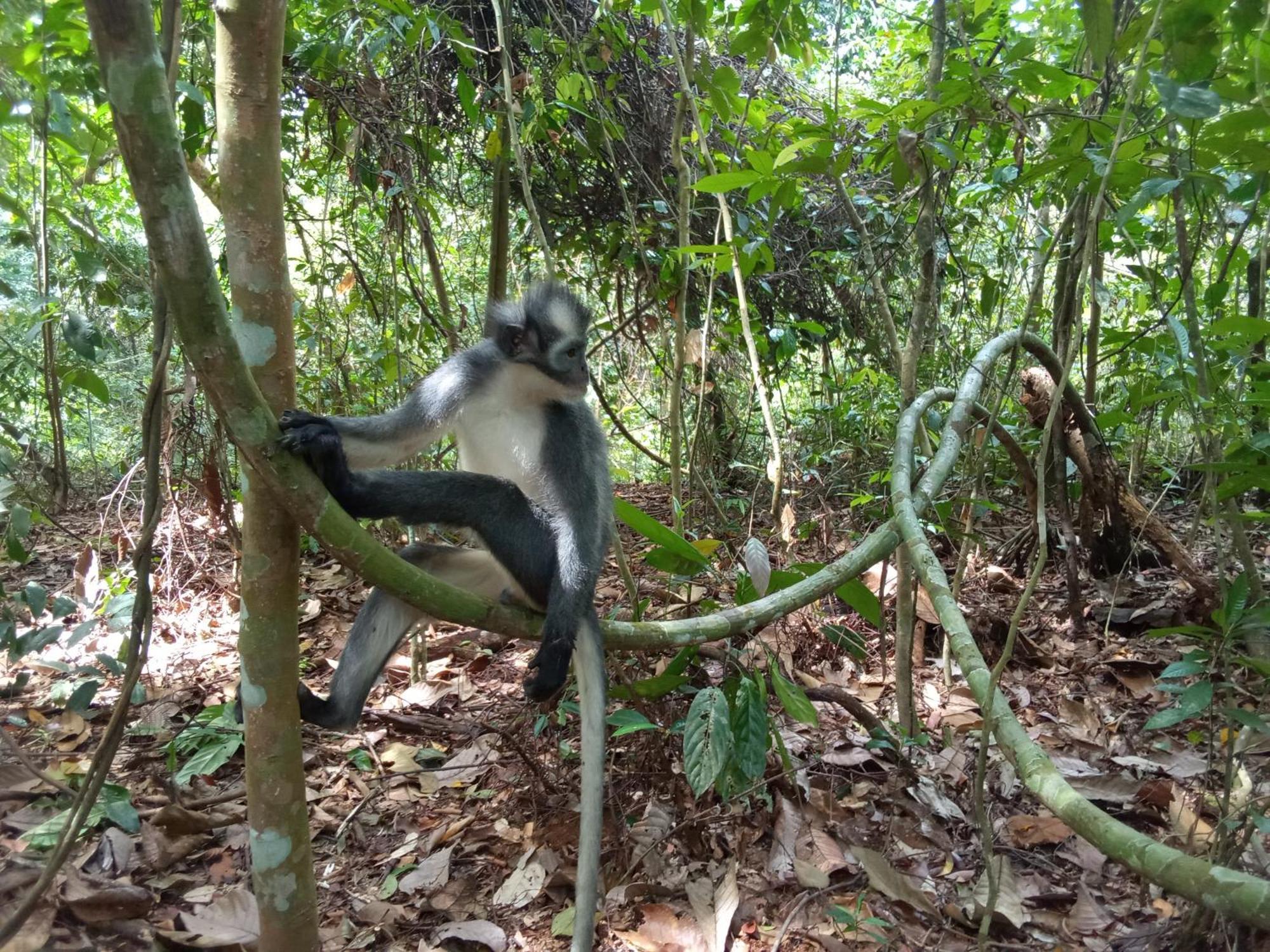 Jungle Treking & Jungle Tour If You Want To Stay Here,You Must Book Treking Only With Us Bukit Lawang Exterior photo