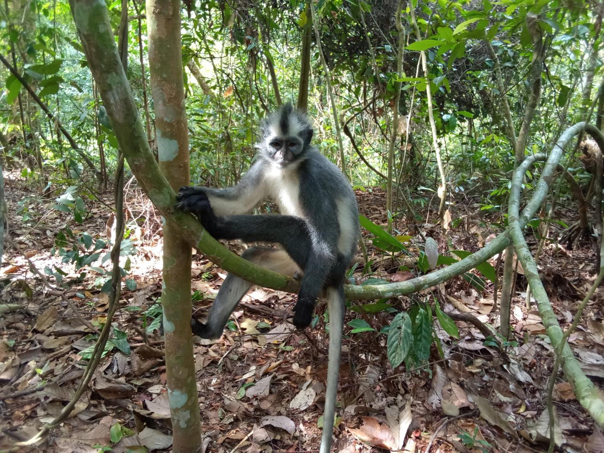 Jungle Treking & Jungle Tour If You Want To Stay Here,You Must Book Treking Only With Us Bukit Lawang Exterior photo