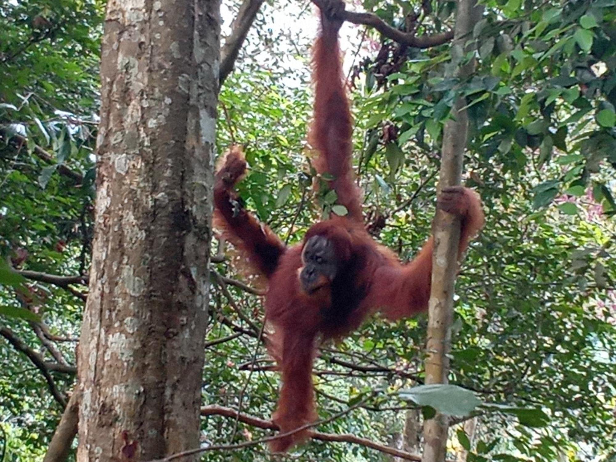 Jungle Treking & Jungle Tour If You Want To Stay Here,You Must Book Treking Only With Us Bukit Lawang Exterior photo