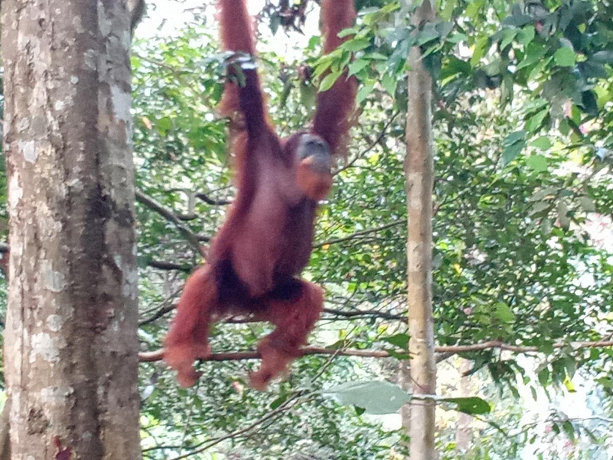 Jungle Treking & Jungle Tour If You Want To Stay Here,You Must Book Treking Only With Us Bukit Lawang Exterior photo
