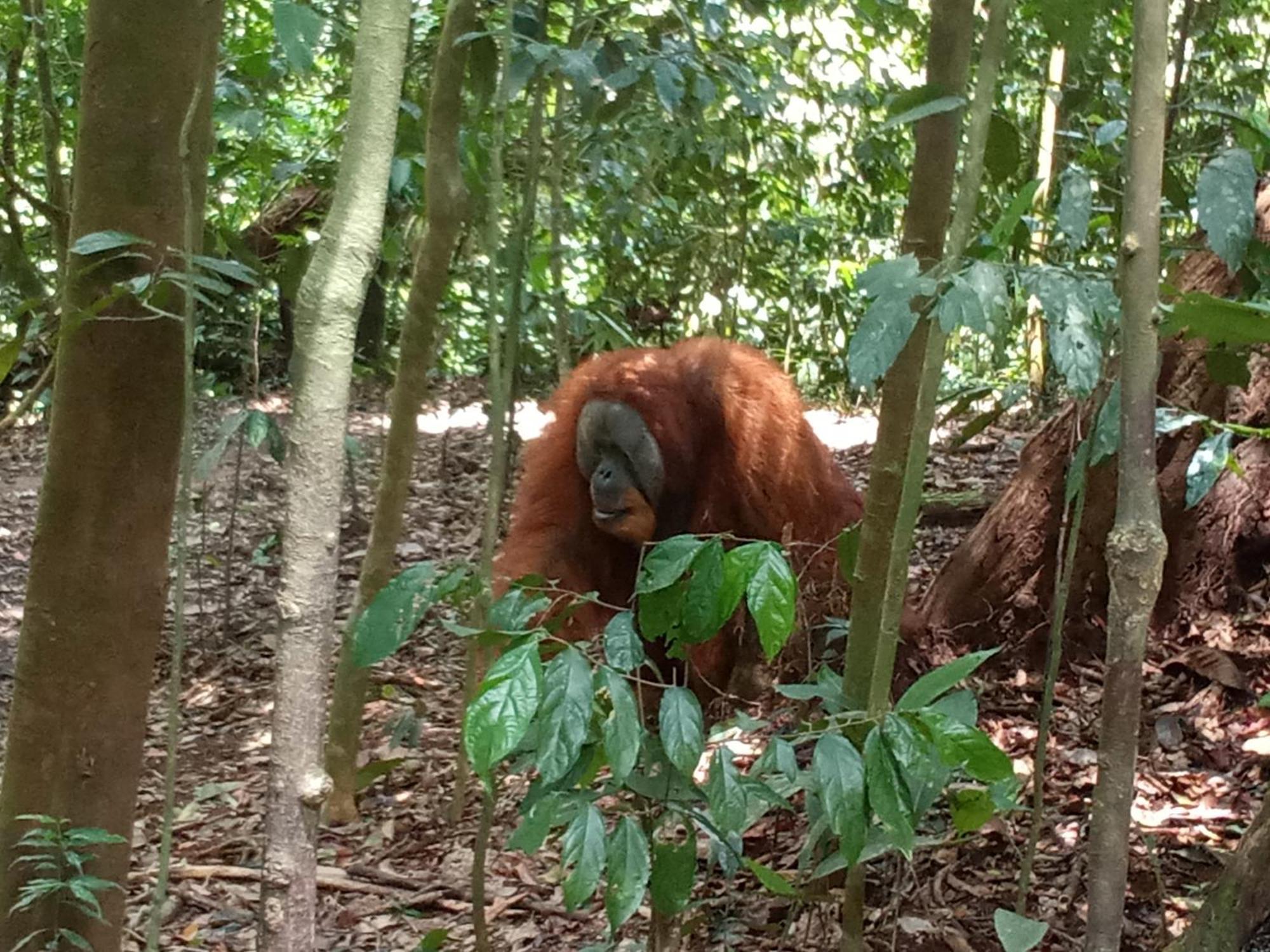 Jungle Treking & Jungle Tour If You Want To Stay Here,You Must Book Treking Only With Us Bukit Lawang Exterior photo